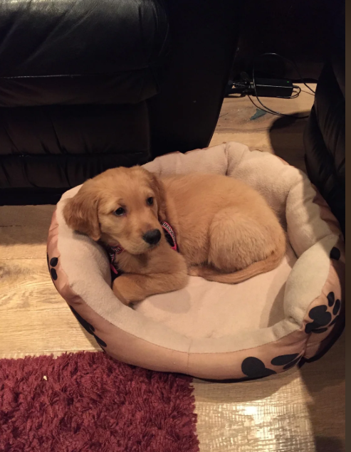 Cheezburger Image 10615604224