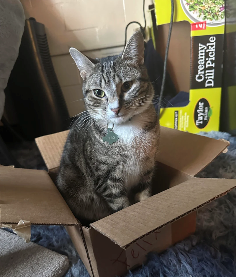 ell IGRRED KIR Taylor FARMS Creamy Dill Pickle