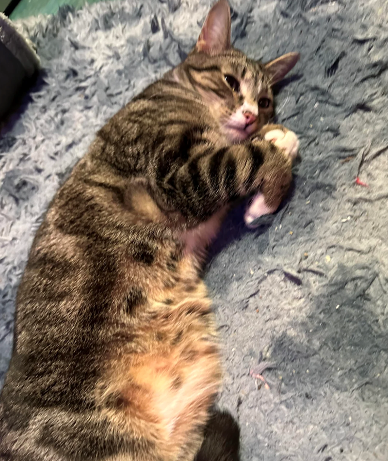 Cheezburger Image 10615613440