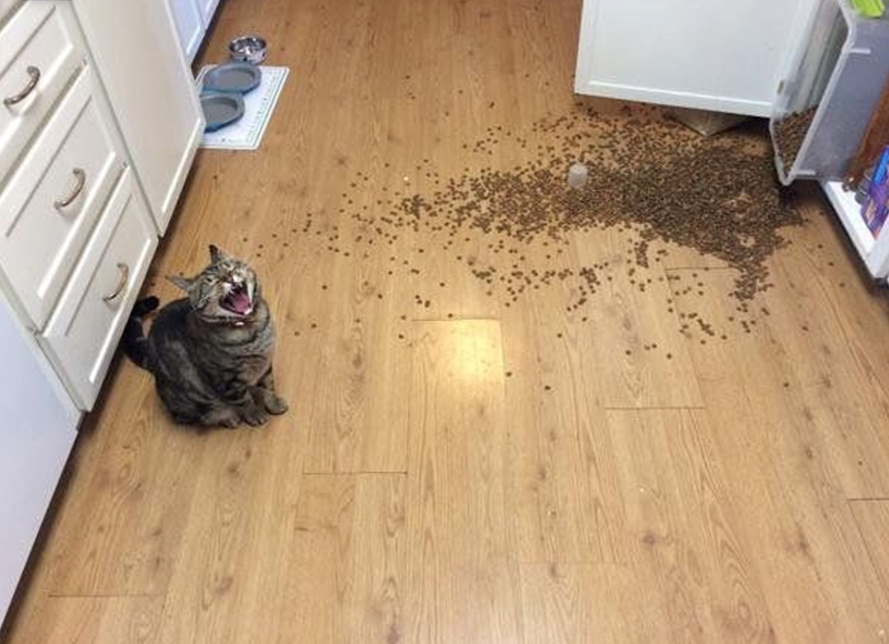 Cheezburger Image 10615630592