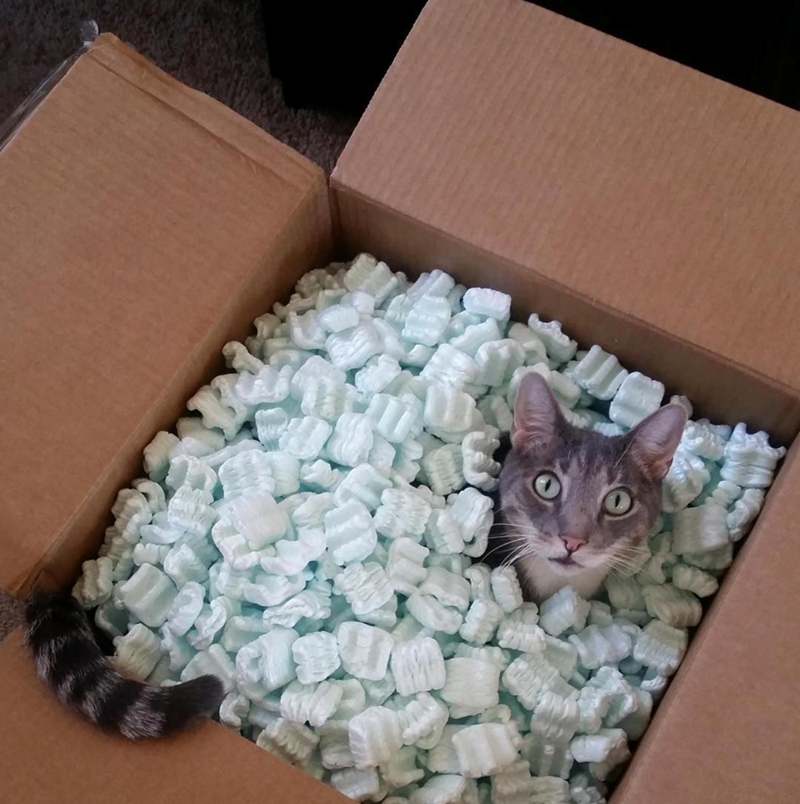 Cheezburger Image 10615632128