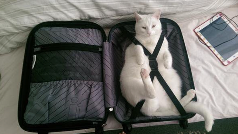 Cheezburger Image 10615633408