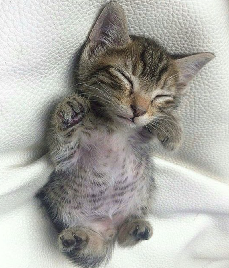 Cheezburger Image 10615633920