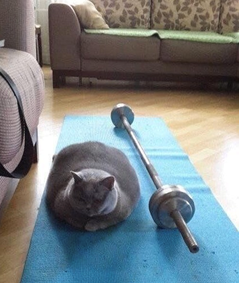 Cheezburger Image 10615634176