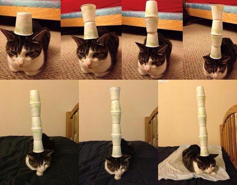 Cheezburger Image 10615634688