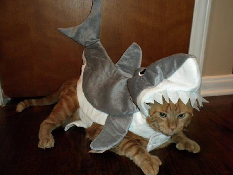 Cheezburger Image 10615635456