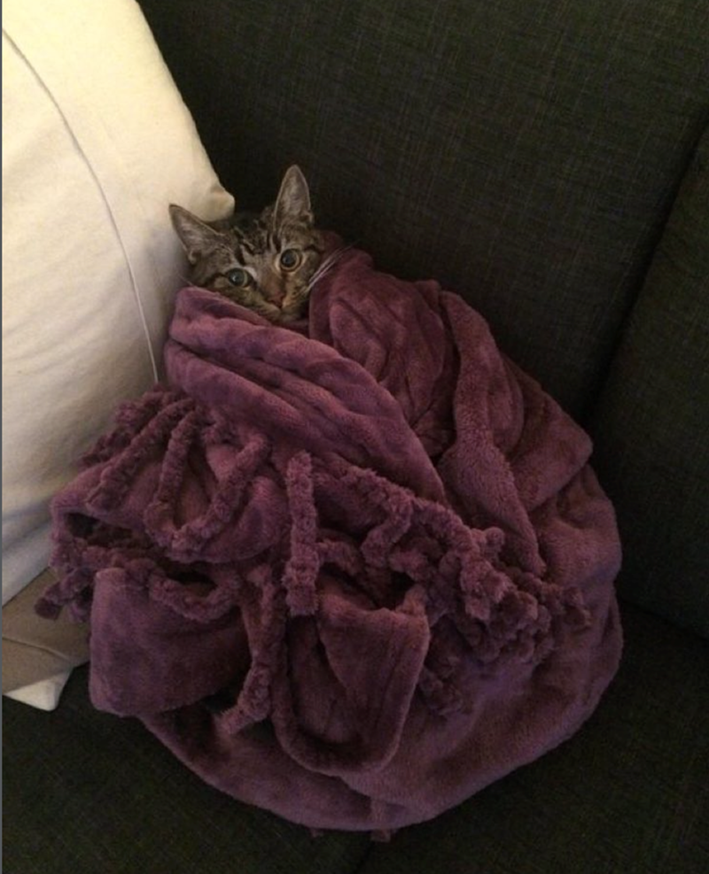 Cheezburger Image 10615635712