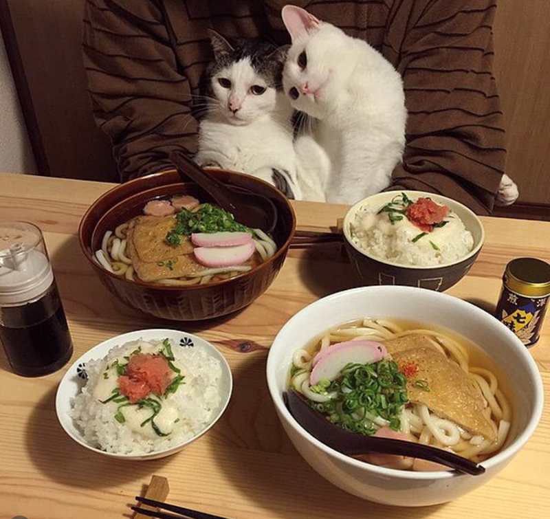 Cheezburger Image 10615635968