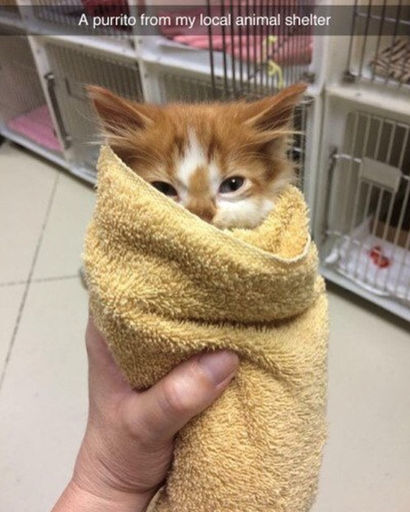 A purrito from my local animal shelter