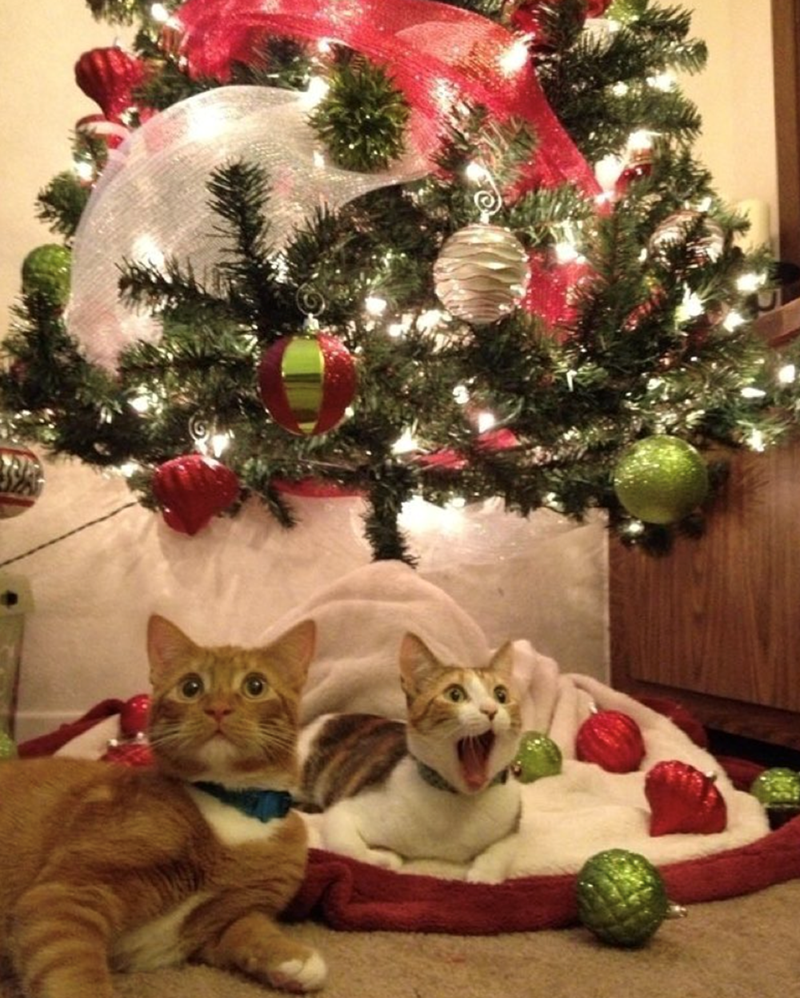 Cheezburger Image 10615636736