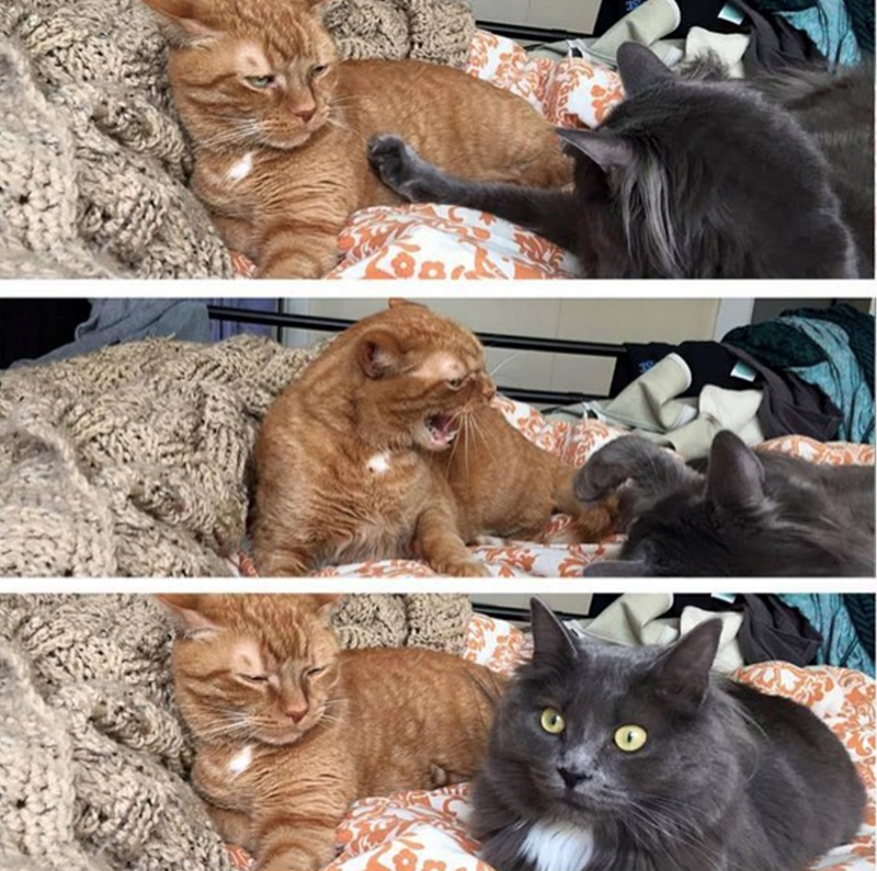 Cheezburger Image 10615636992