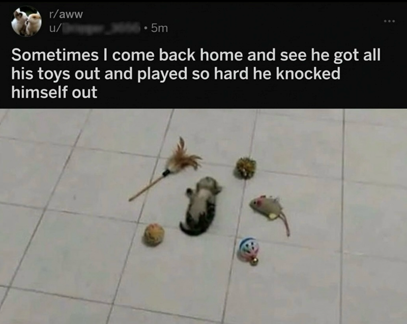 r/aww u/ • 5m Sometimes I come back home and see he got all his toys out and played so hard he knocked himself out