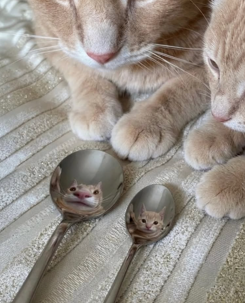 Cheezburger Image 10615639552