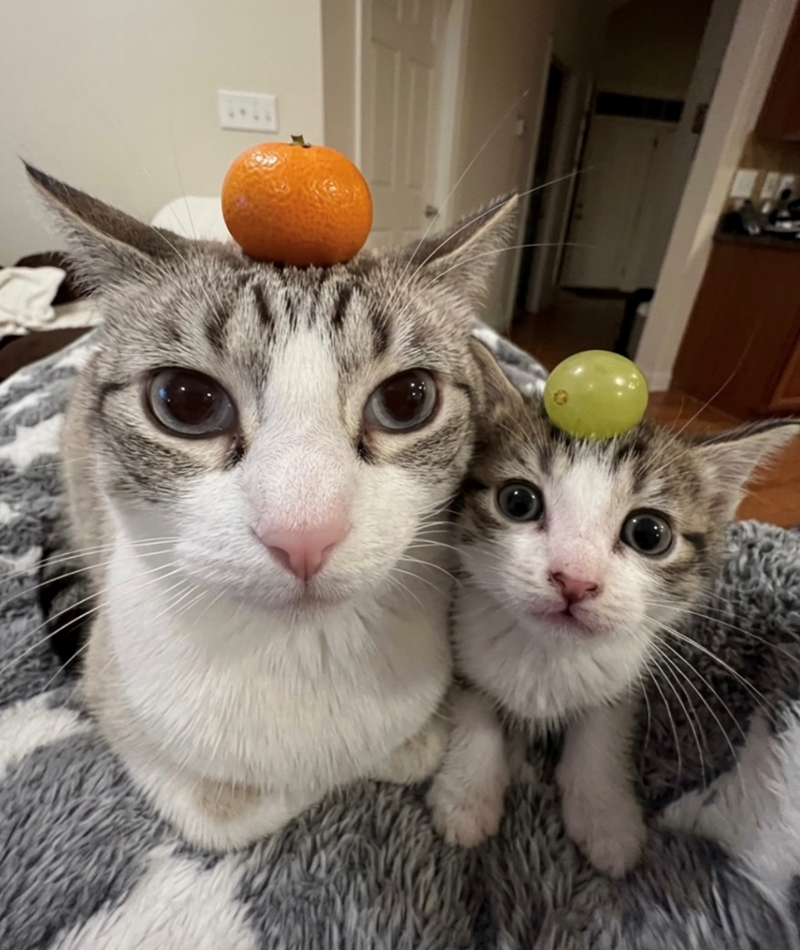 Cheezburger Image 10615639808