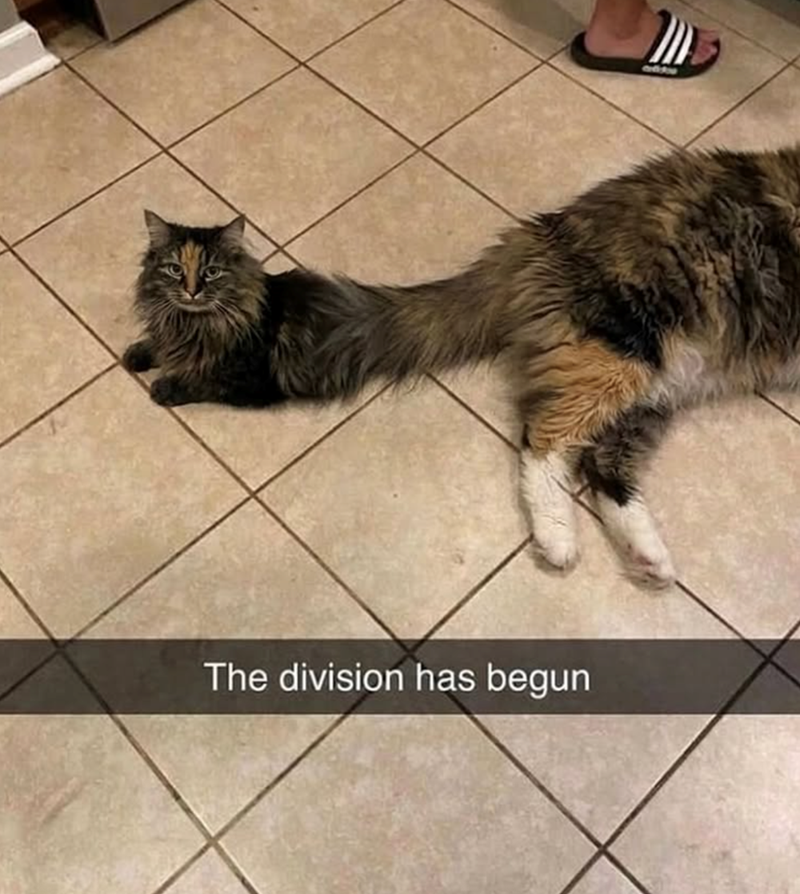 The division has begun