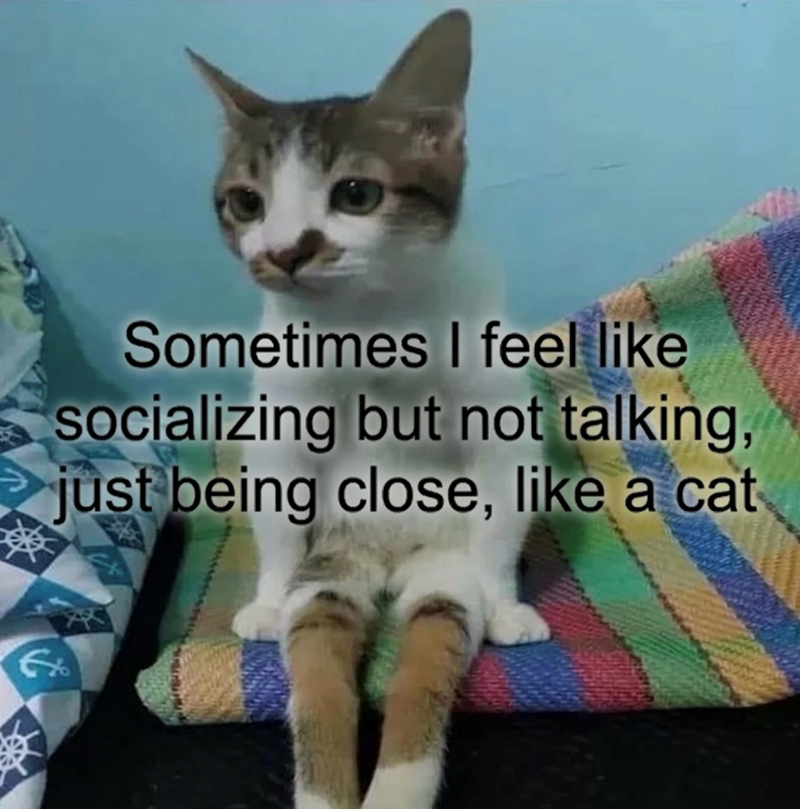 Sometimes I feel like socializing but not talking, just being close, like a cat
