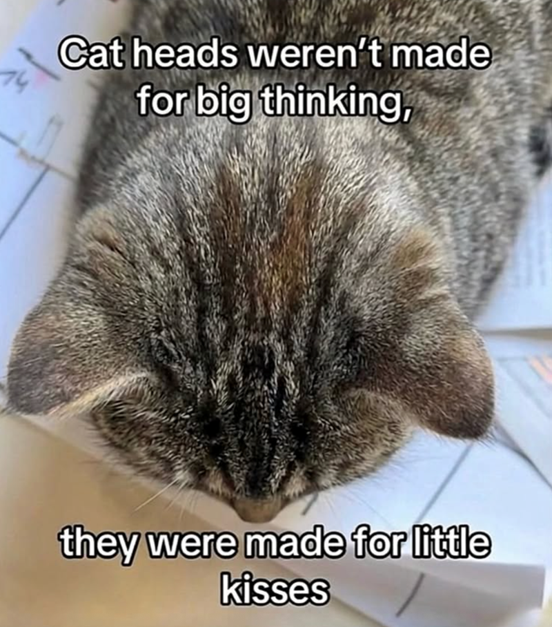 Cat heads weren't made for big thinking, they were made for little kisses