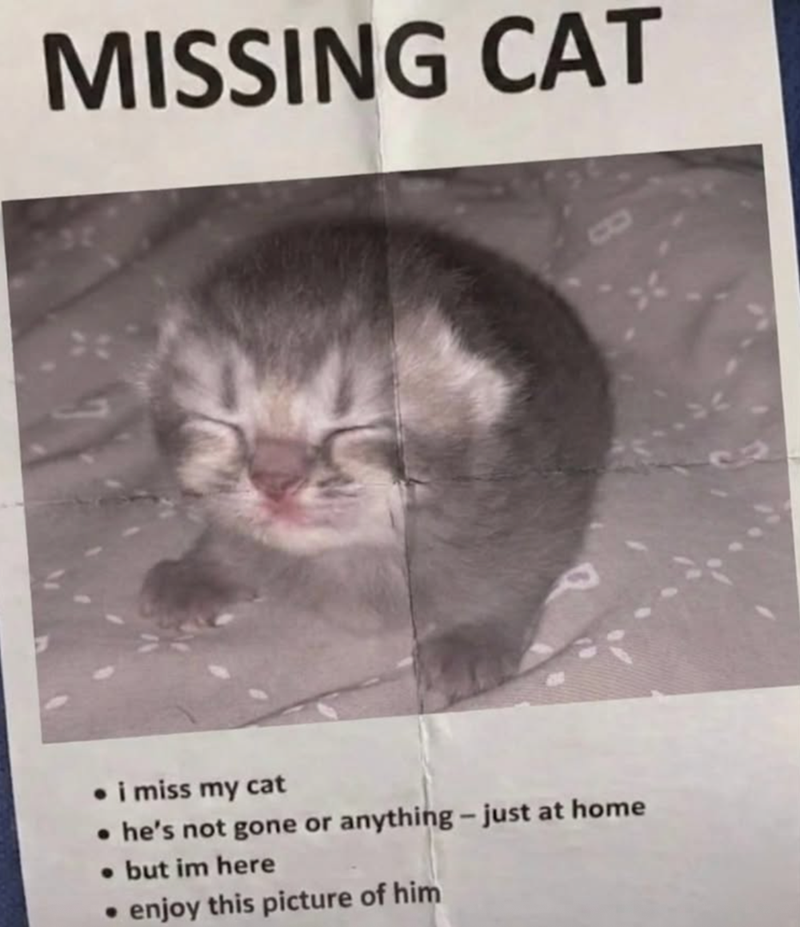 MISSING CAT i miss my cat • he's not gone or anything - just at home • but im here ⚫enjoy this picture of him
