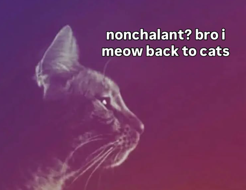 nonchalant? bro i meow back to cats