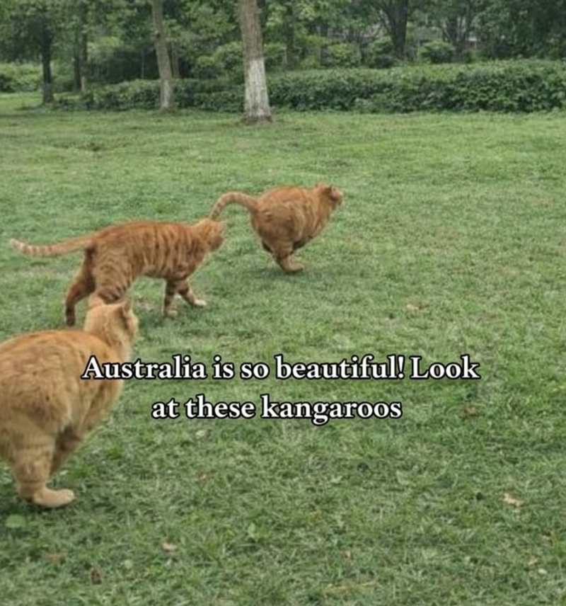 Australia is so beautiful! Look at these kangaroos