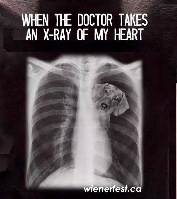 WHEN THE DOCTOR TAKES AN X-RAY OF MY HEART wienerfest.ca
