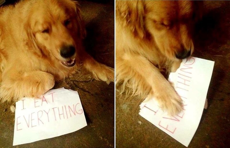 I EAT EVERYTHING THING