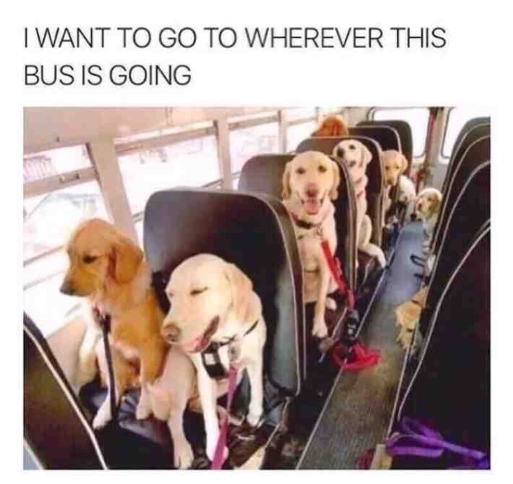 I WANT TO GO TO WHEREVER THIS BUS IS GOING