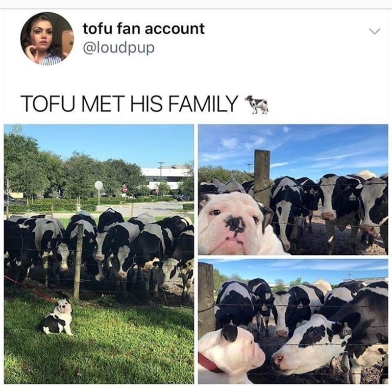 tofu fan account @loudpup TOFU MET HIS FAMILY 1750 1729