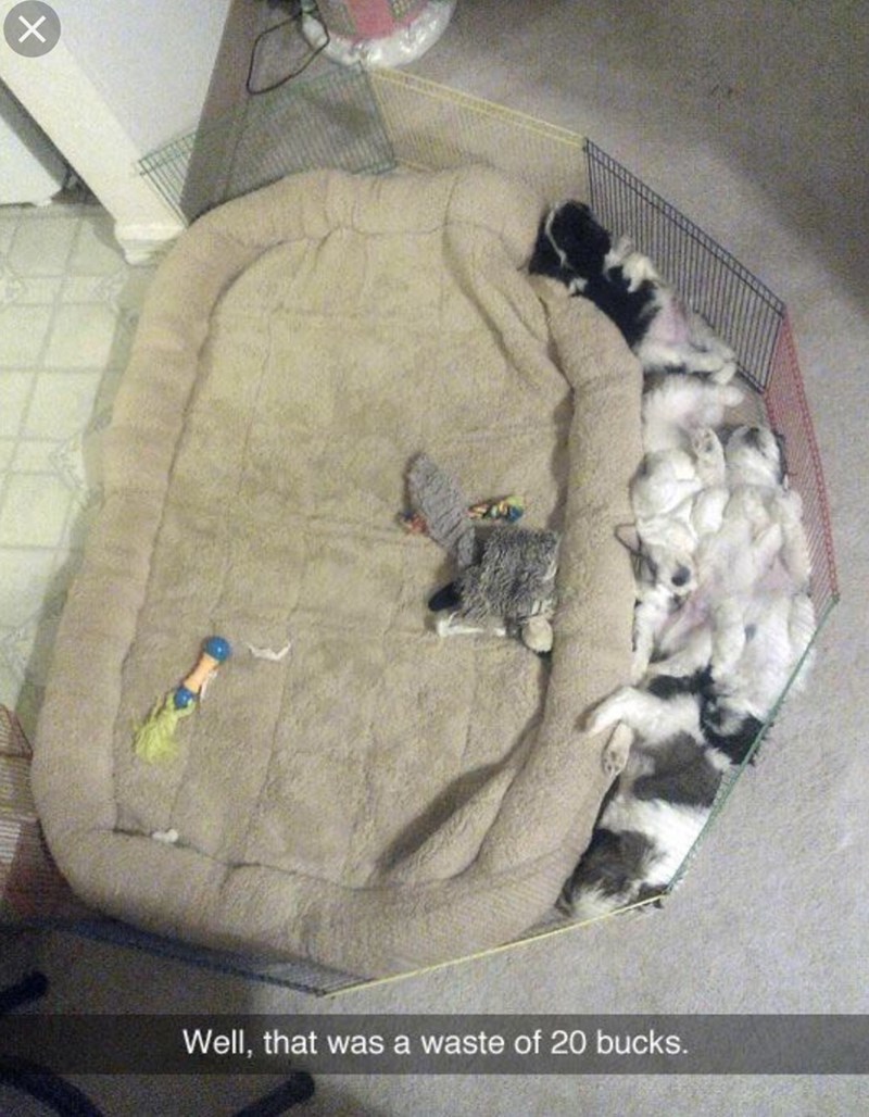 Well, that was a waste of 20 bucks.