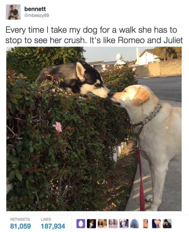 bennett @mbeezy69 Every time I take my dog for a walk she has to stop to see her crush. It's like Romeo and Juliet RETWEETS LIKES 81,059 187,934