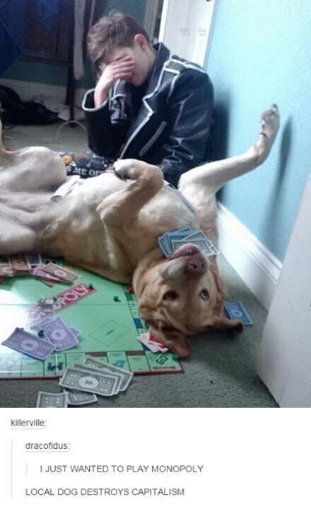 OPOLY ME OF killerville: dracofidus: I JUST WANTED TO PLAY MONOPOLY LOCAL DOG DESTROYS CAPITALISM