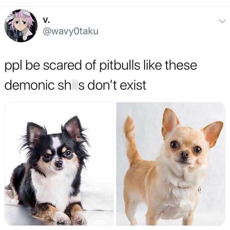 V. @wavyOtaku ppl be scared of pitbulls like these demonic shs don't exist