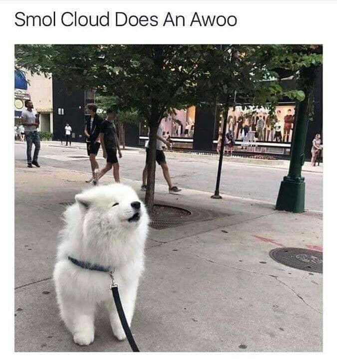 Smol Cloud Does An Awoo