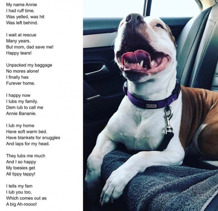 My name Annie I had ruff time. Was yelled, was hit Was left behind. I wait at rescue Many years. But mom, dad save me! Happy tears! Unpacked my baggage No mores alone! I finally has Furever home. I happy now I lubs my family. Dem lub to call me Annie Bananie. I lub my home Have soft warm bed. Have blankets for snuggles And laps for my head. They lubs me much And I so happy My toesies get All tippy tappy! I tells my fam I lub you too, Which comes out as A big Ah-roooo! KONG