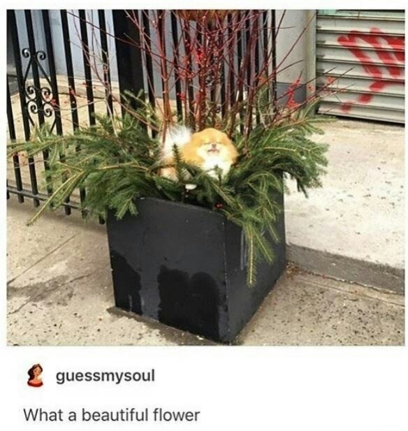 706 C guessmysoul What a beautiful flower