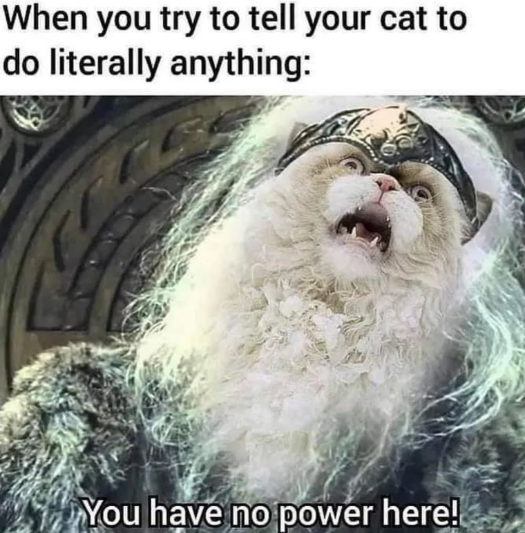When you try to tell your cat to do literally anything: You have no power here!