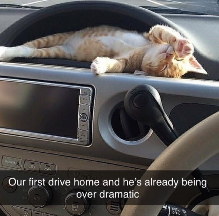 Our first drive home and he's already being AVC over dramatic MIST-> OFF-