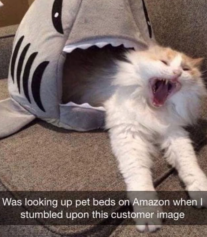 Was looking up pet beds on Amazon when I stumbled upon this customer image
