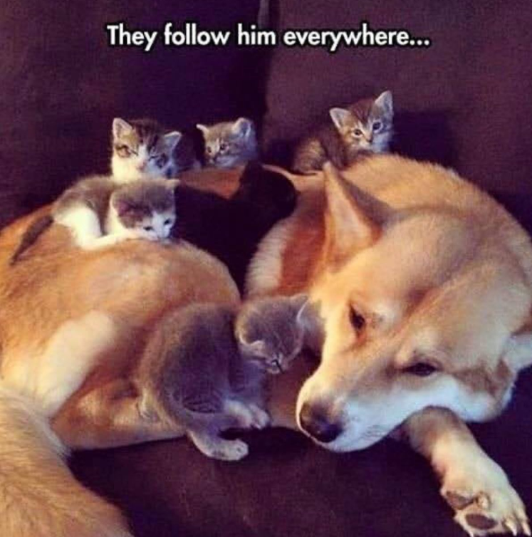 They follow him everywhere...