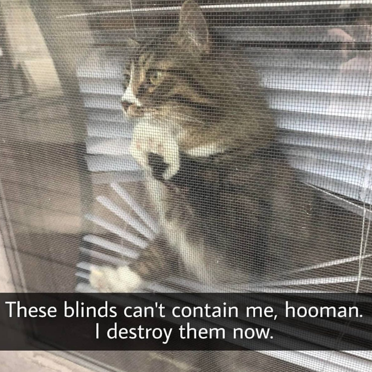 These blinds can't contain me, hooman. I destroy them now.