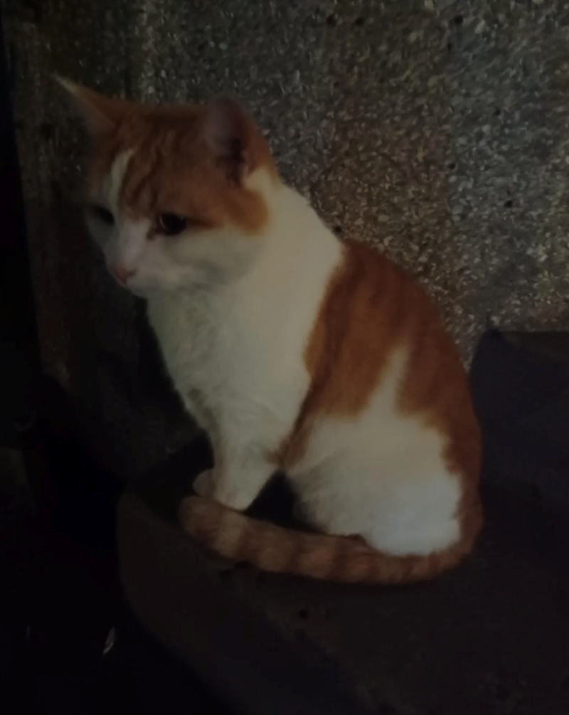 Cheezburger Image 10615714304