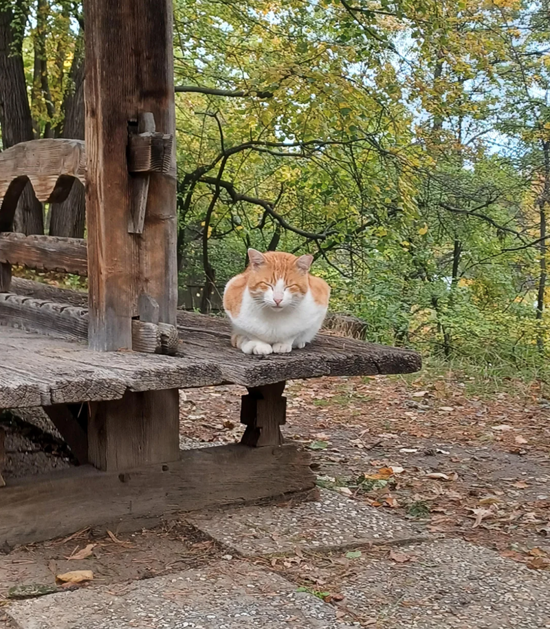 Cheezburger Image 10615714560