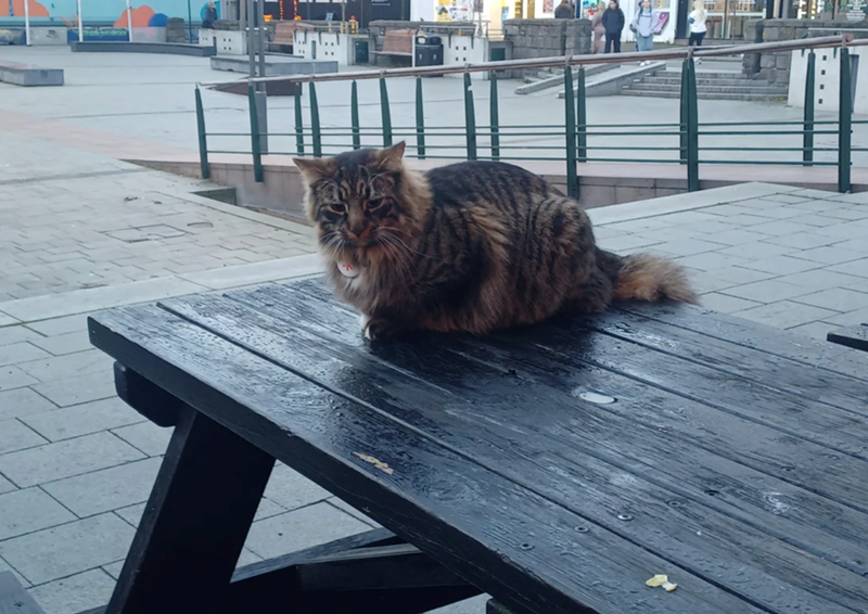 Cheezburger Image 10615715072