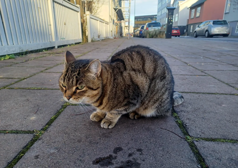 Cheezburger Image 10615715840