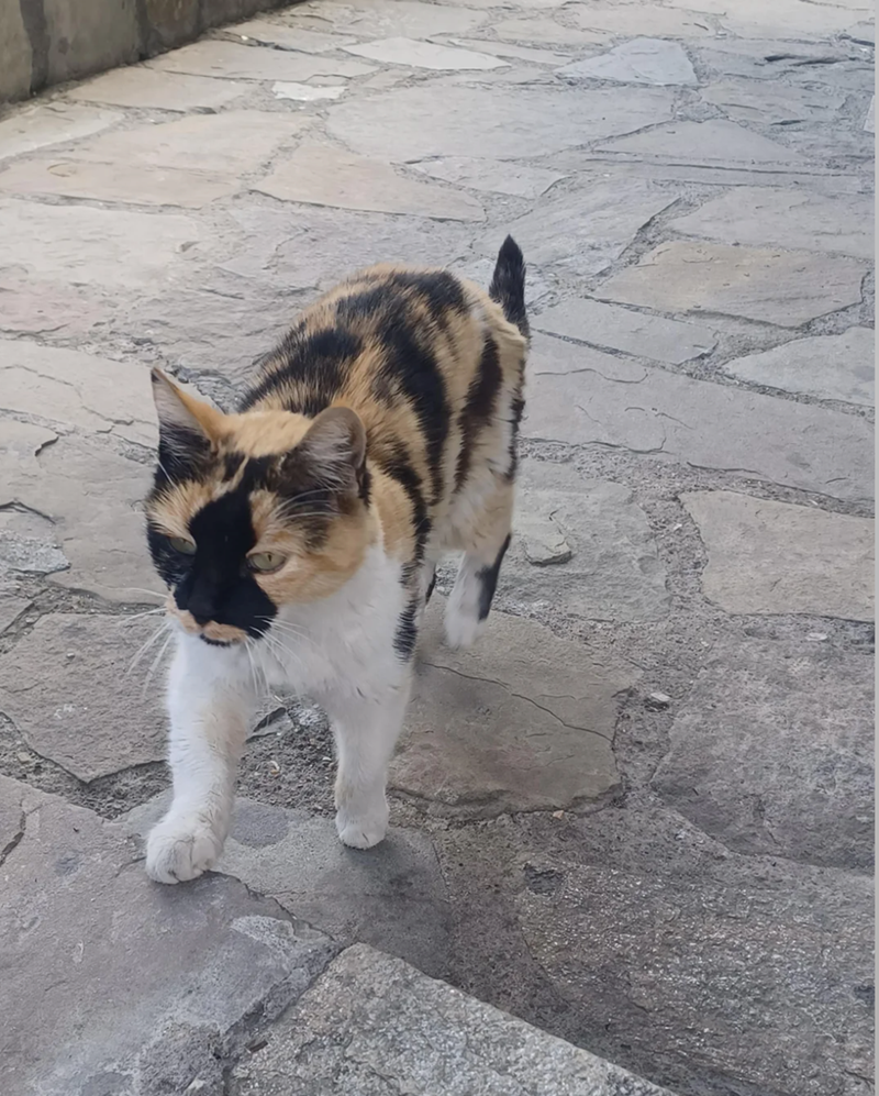 Cheezburger Image 10615716096