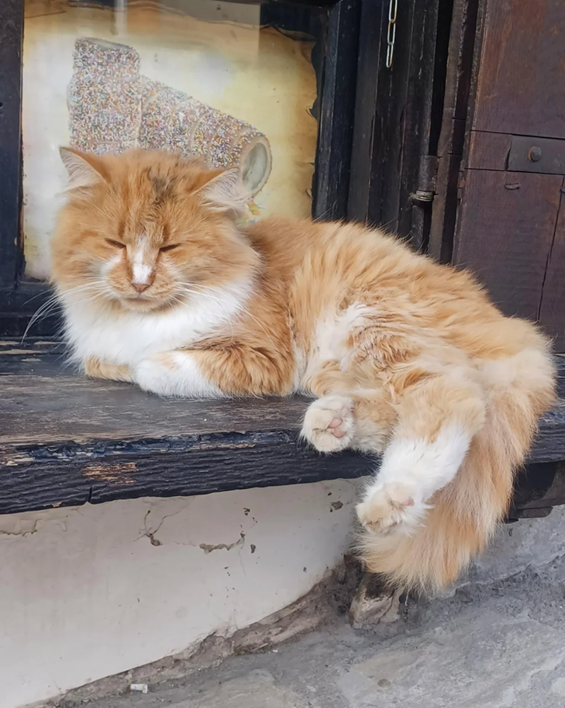 Cheezburger Image 10615716352