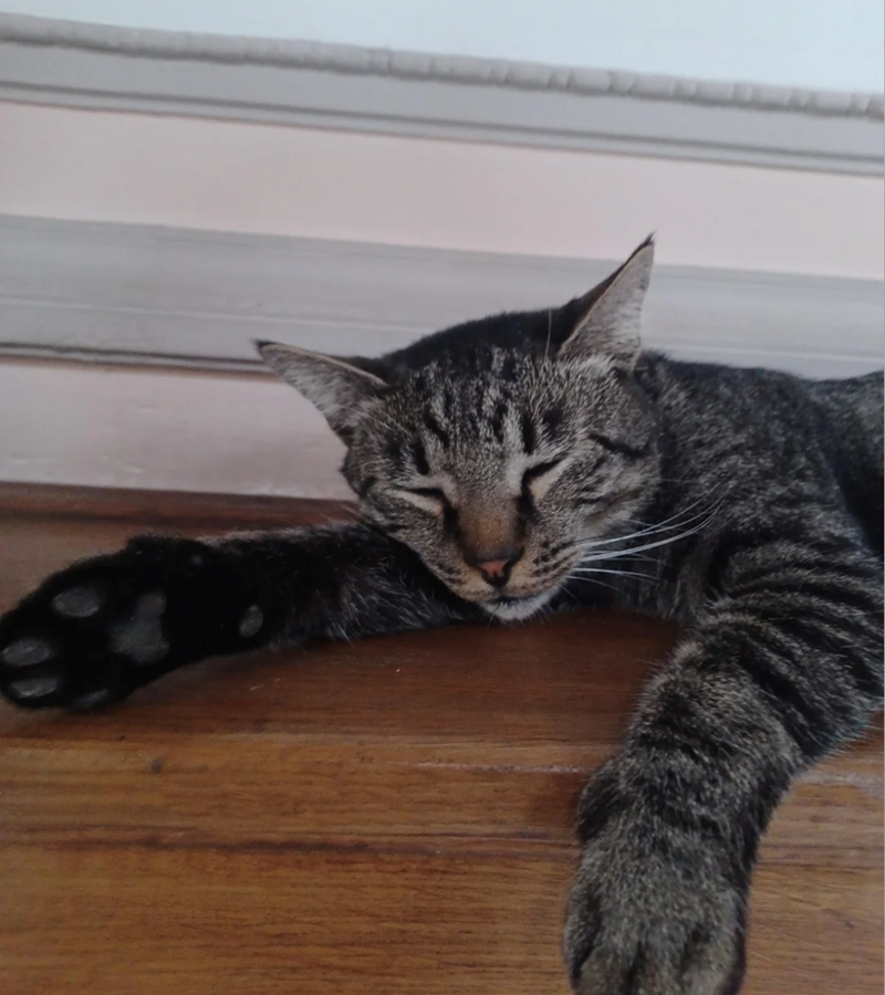 Cheezburger Image 10615716864