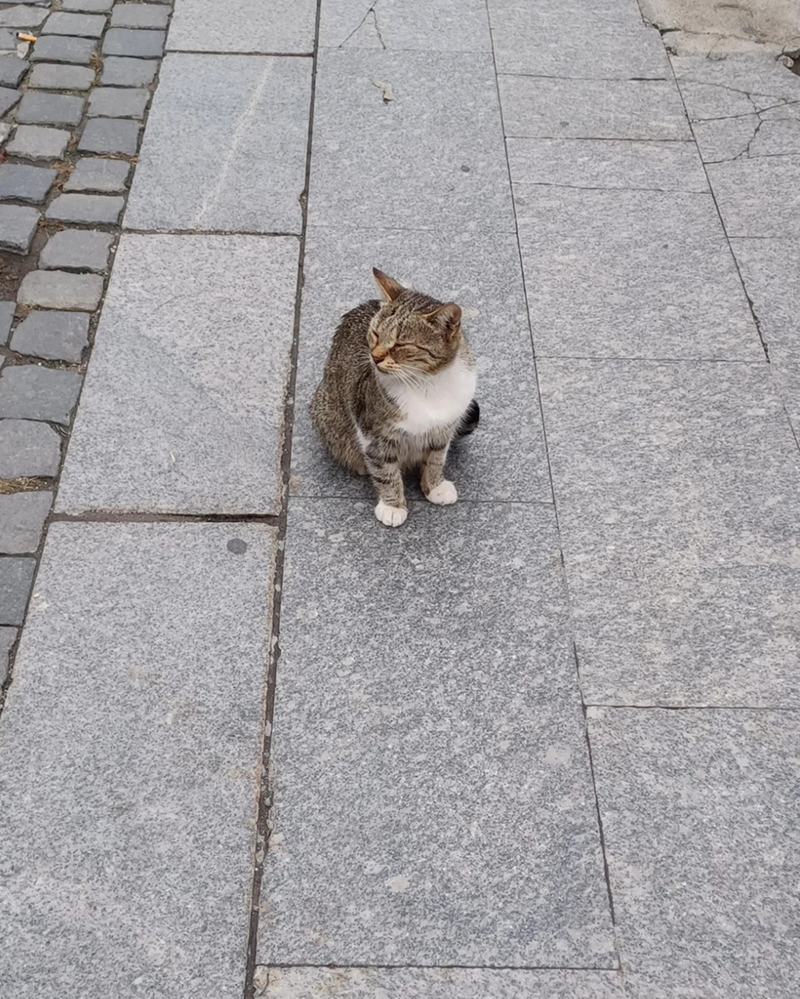 Cheezburger Image 10615717120