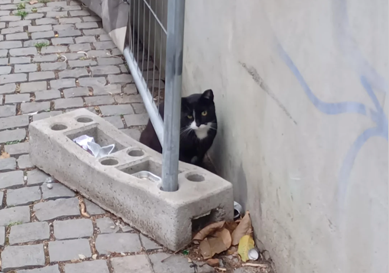 Cheezburger Image 10615717888