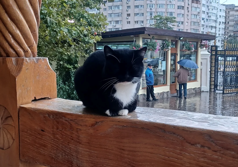 Cheezburger Image 10615718144